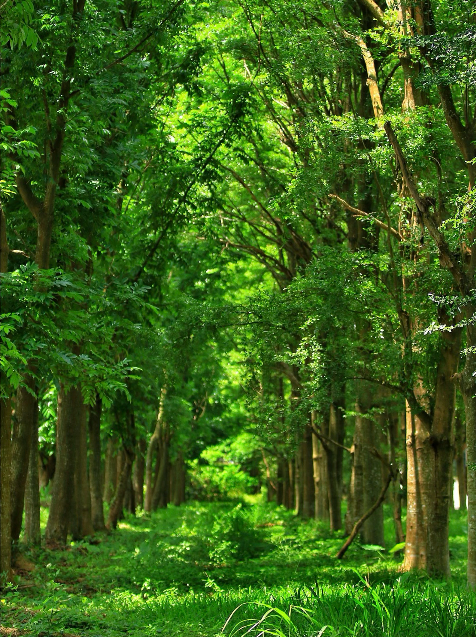 申時七茶 ESG 永續實踐