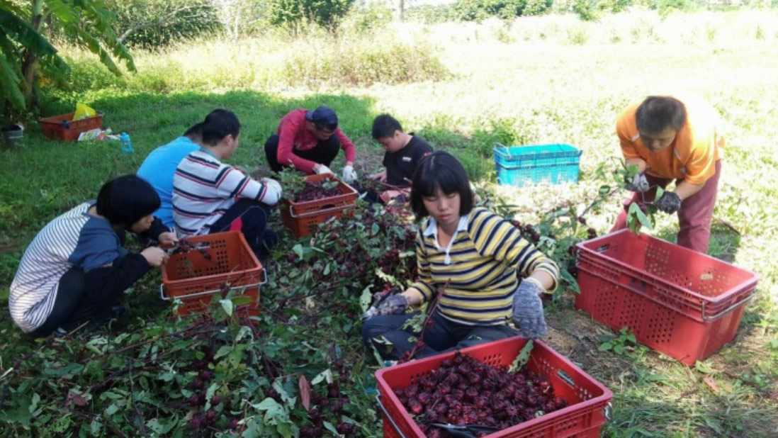 申時七茶 ESG 永續實踐