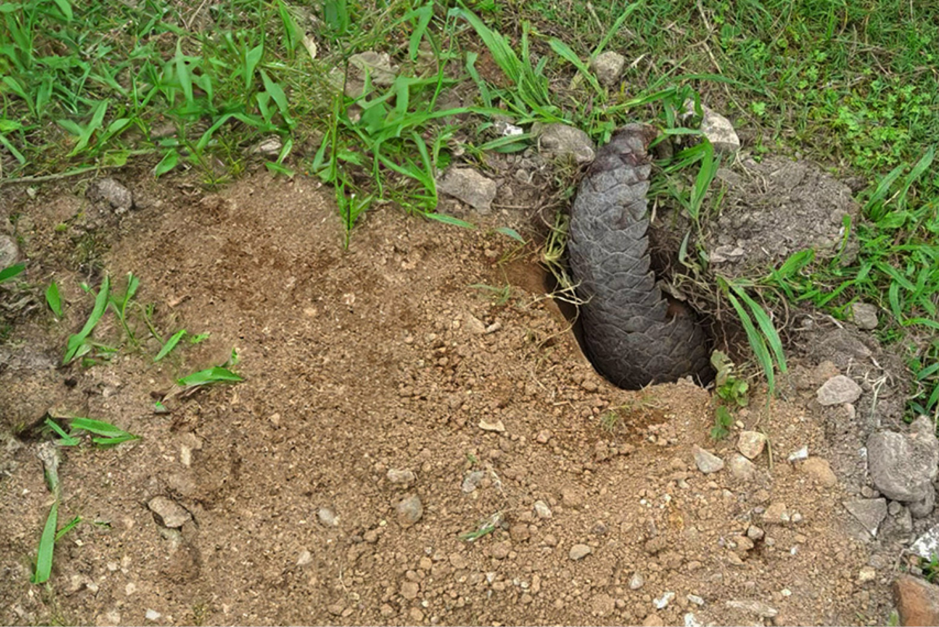 申時七茶 ESG 永續實踐