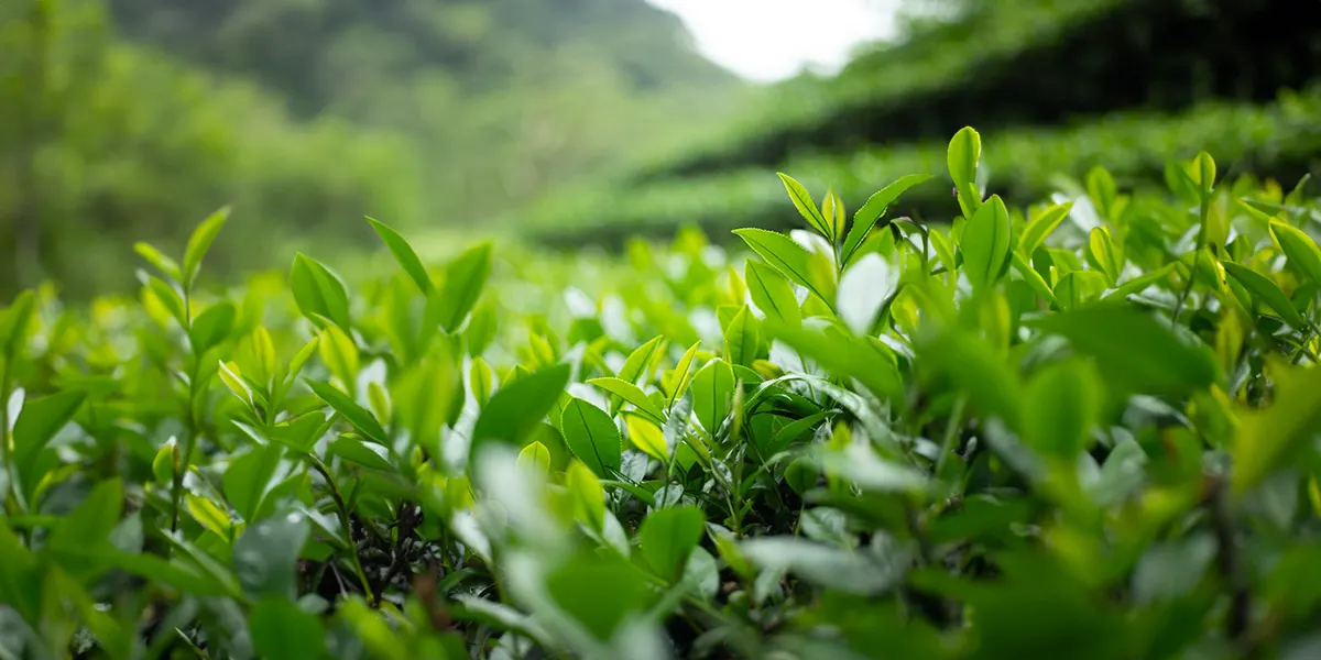 台灣山區茶園新芽特寫